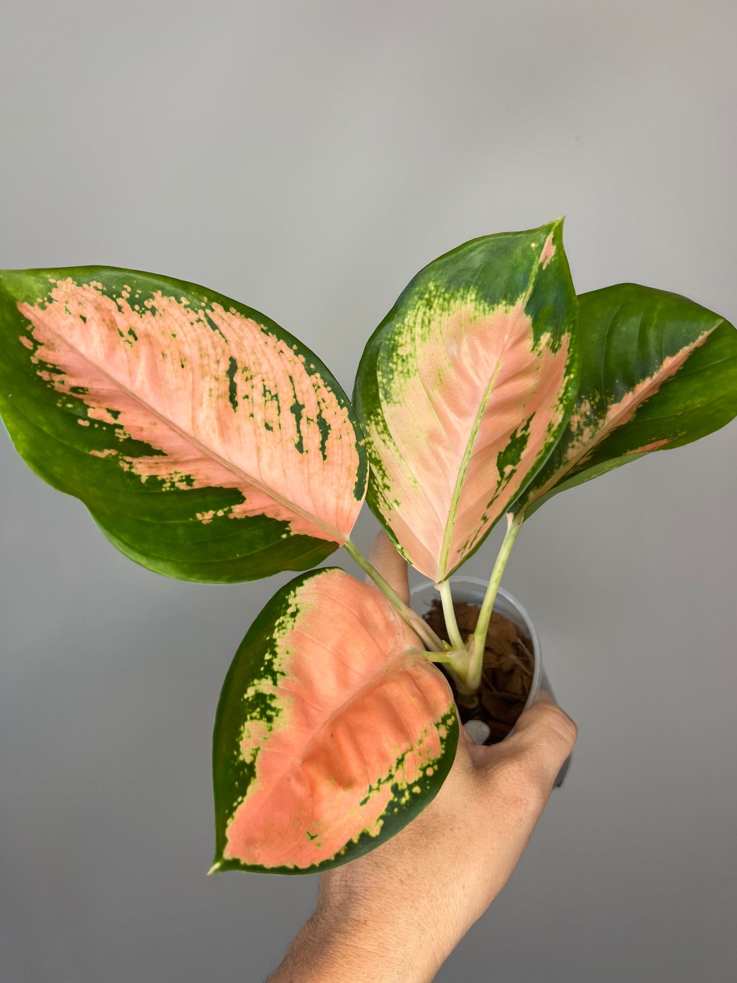 Aglaonema Orange Suksom π