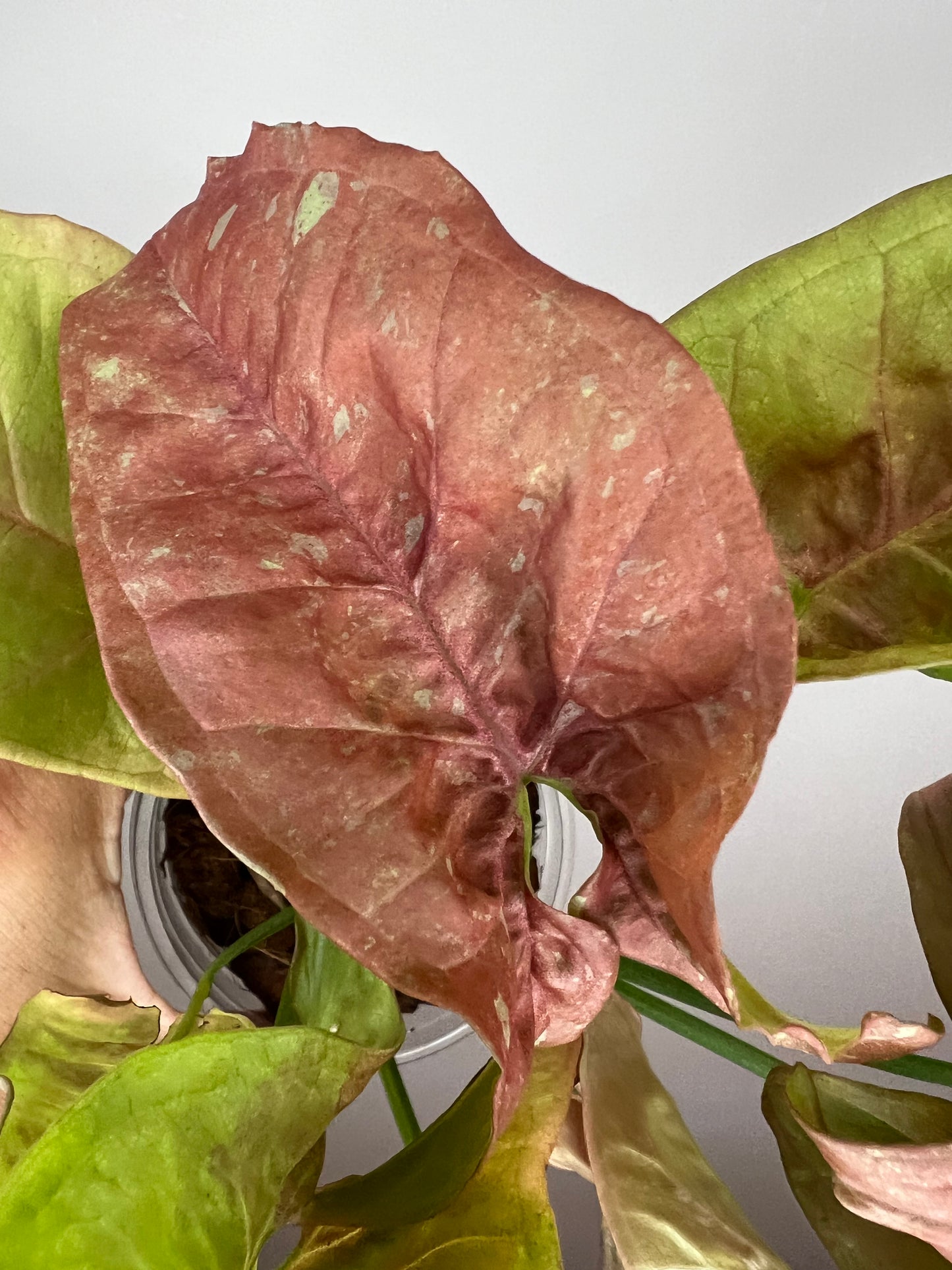 Syngonium Pink Cloud Marble