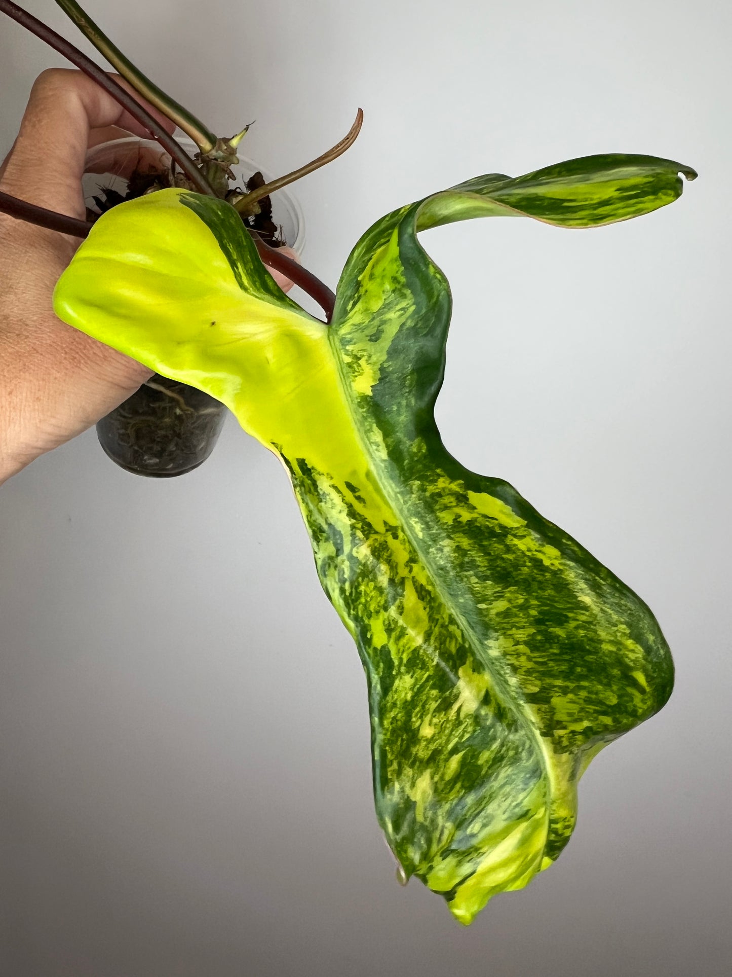 Philodendron Aquarius