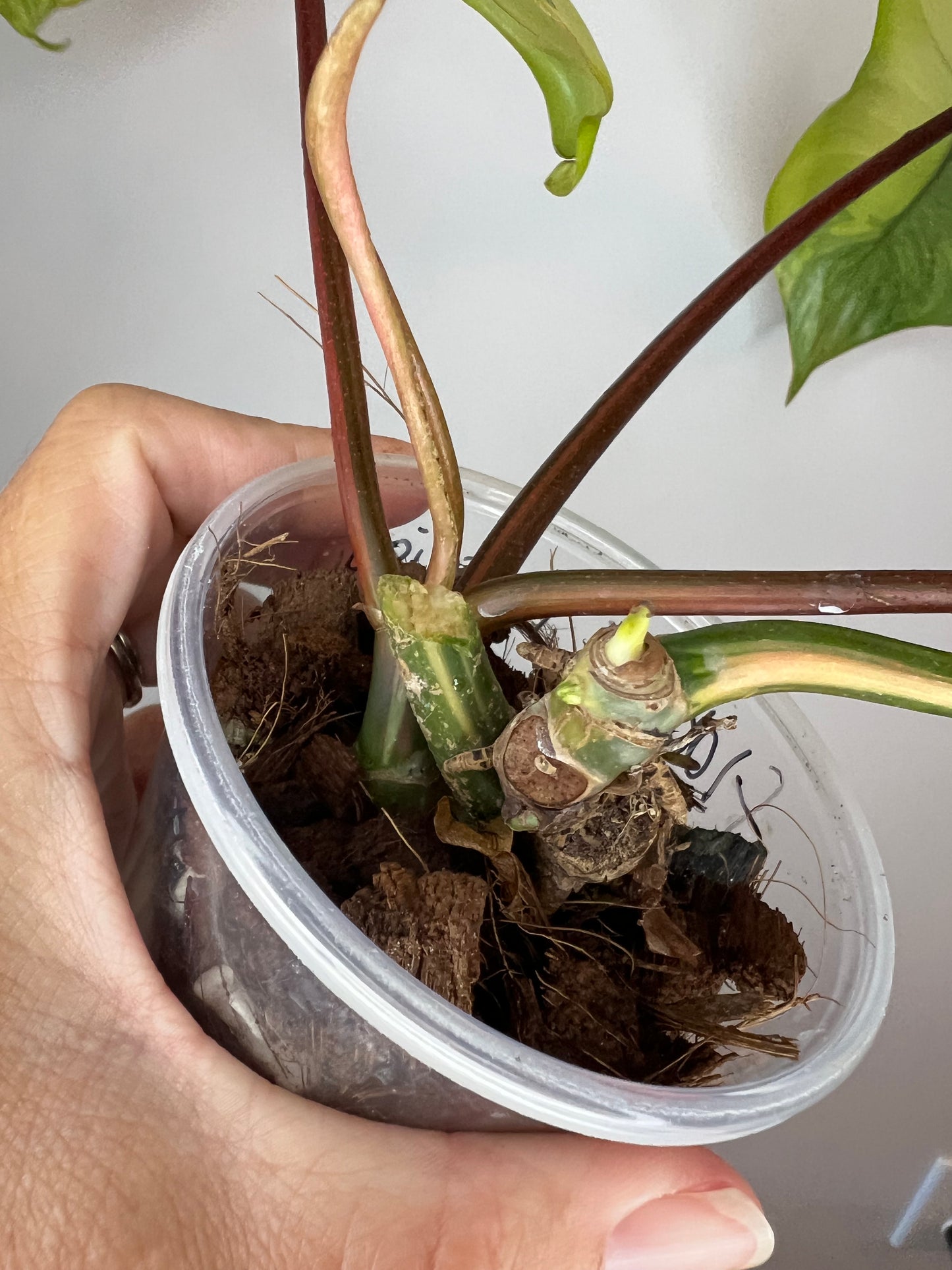 Philodendron Aquarius