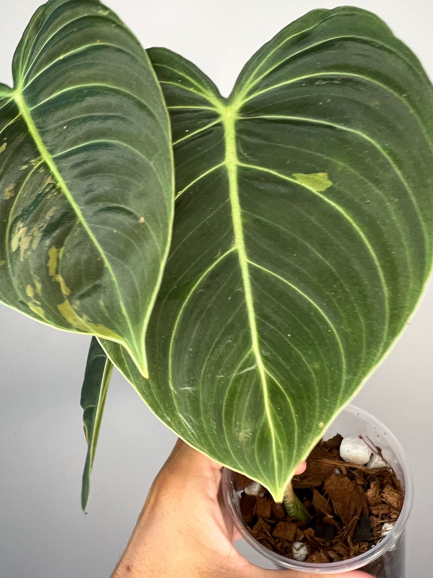 Philodendron Melanocrysum Variegated