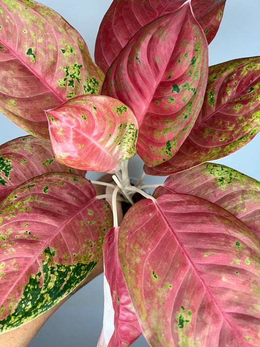 Aglaonema Aden Mutation