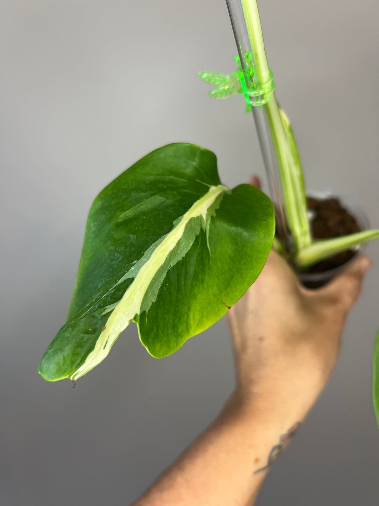 Monstera White Lava π