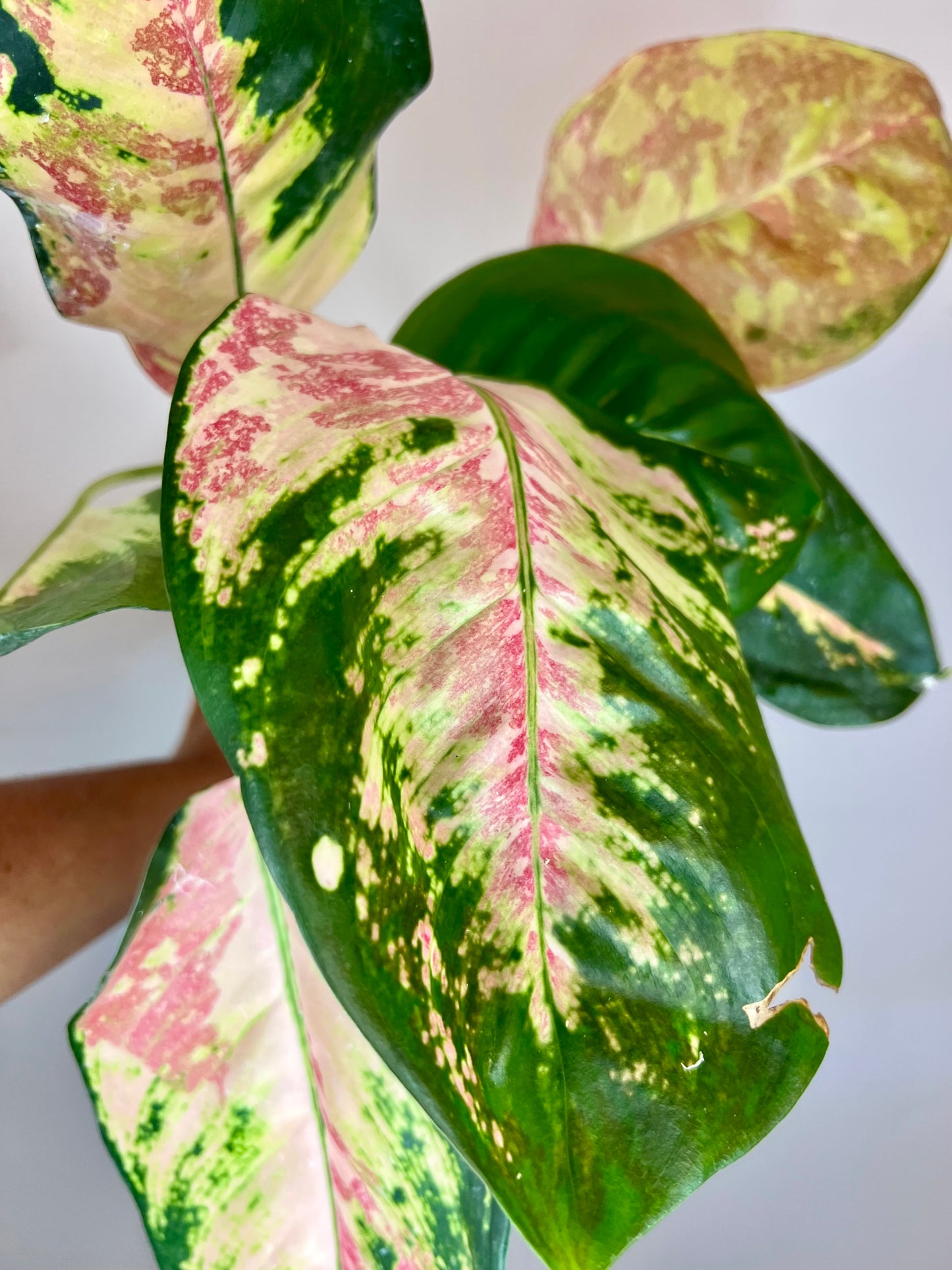 Aglaonema Cochin Tricolor