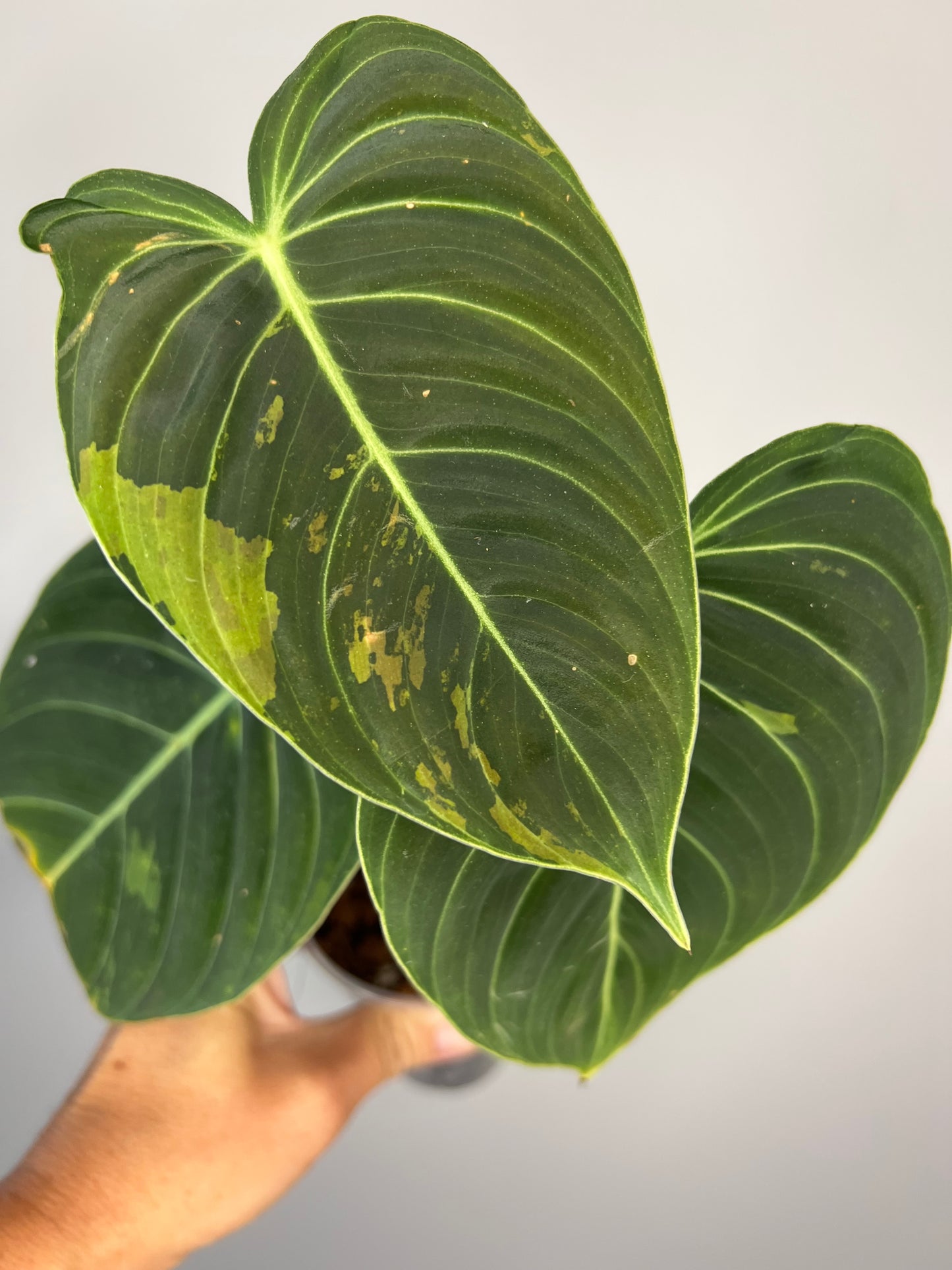Philodendron Melanocrysum Variegated