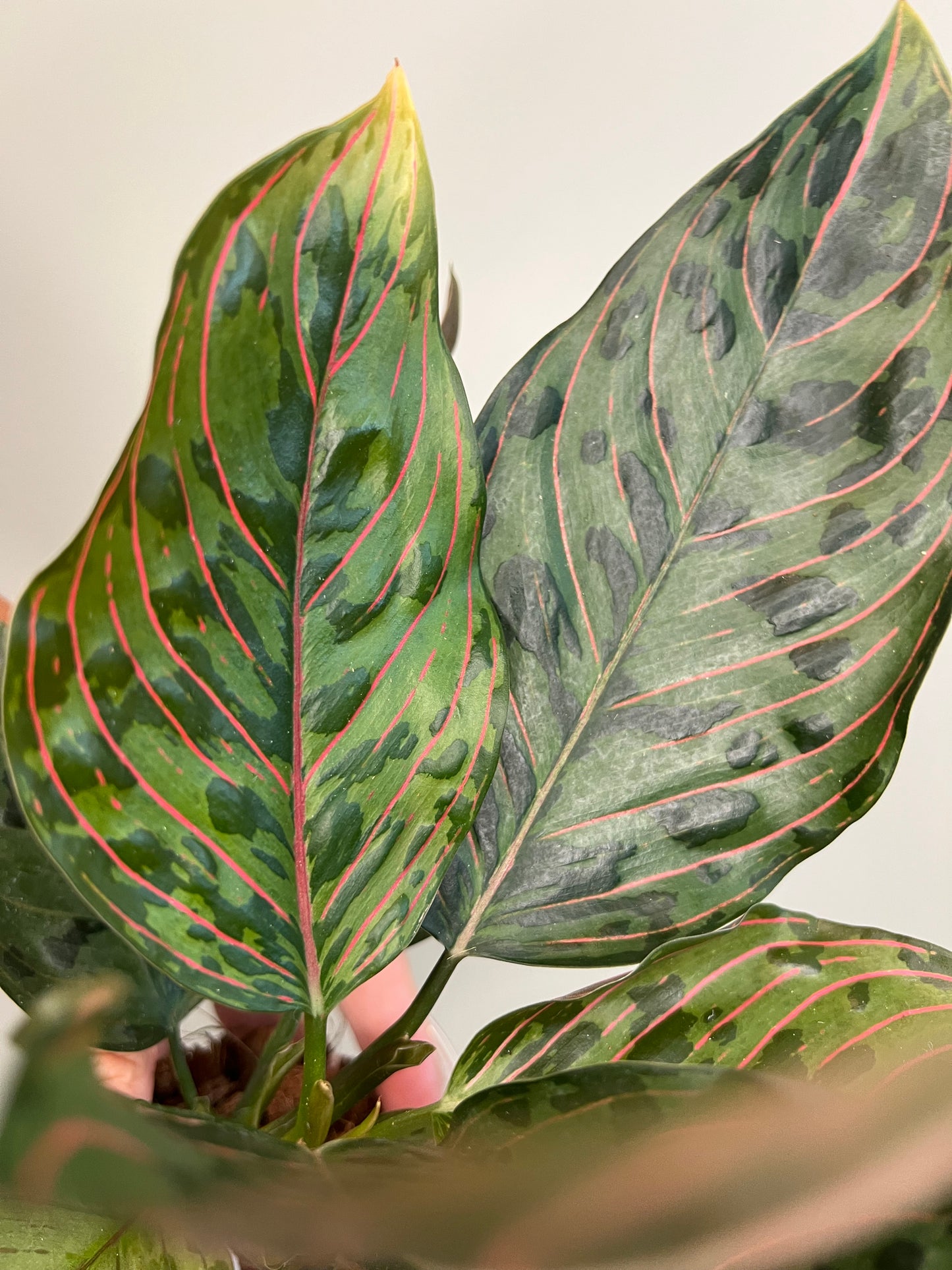Aglaonema Red Army