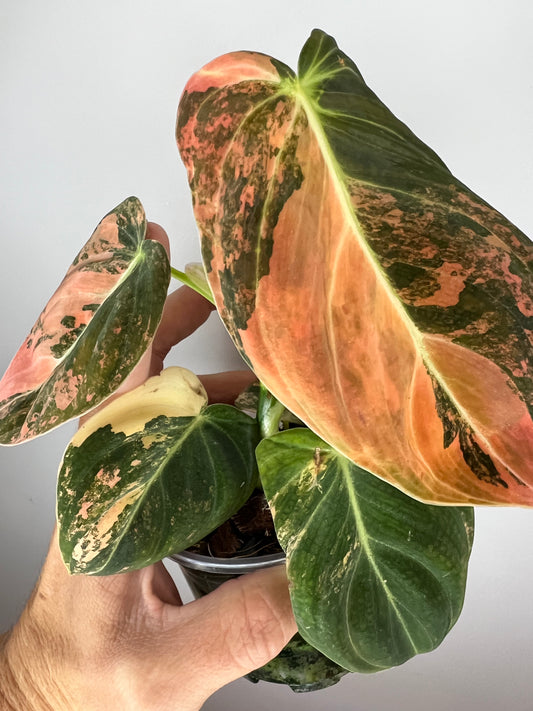 Philodendron Melanocrysum Orange