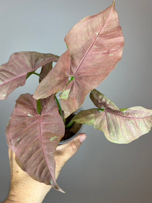 Syngonium Pink Caviar