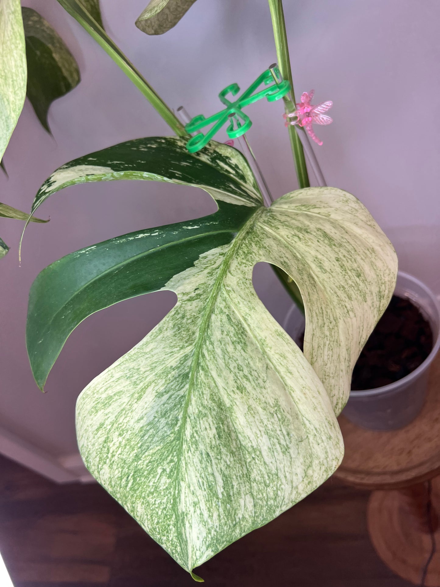Monstera Mint NoID