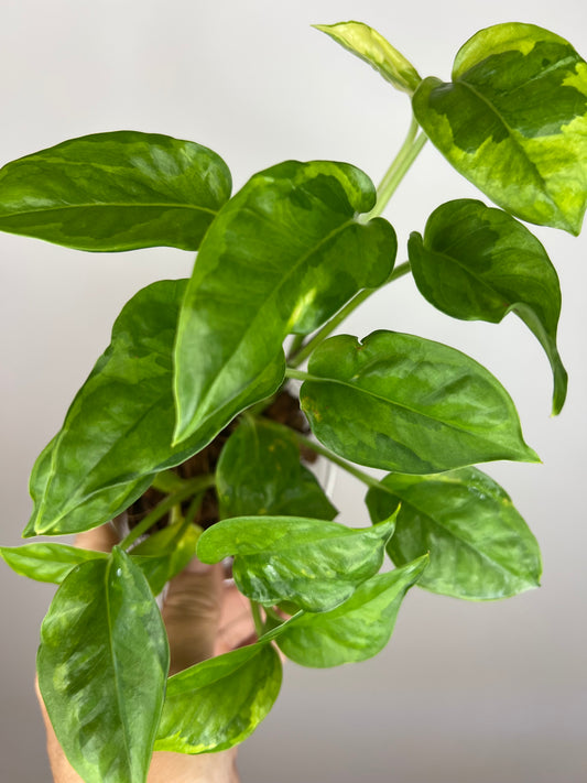 Epipremnum Aureum Lemon Meringue Pothos