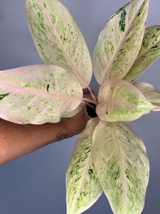 Aglaonema Intan Ice Cream
