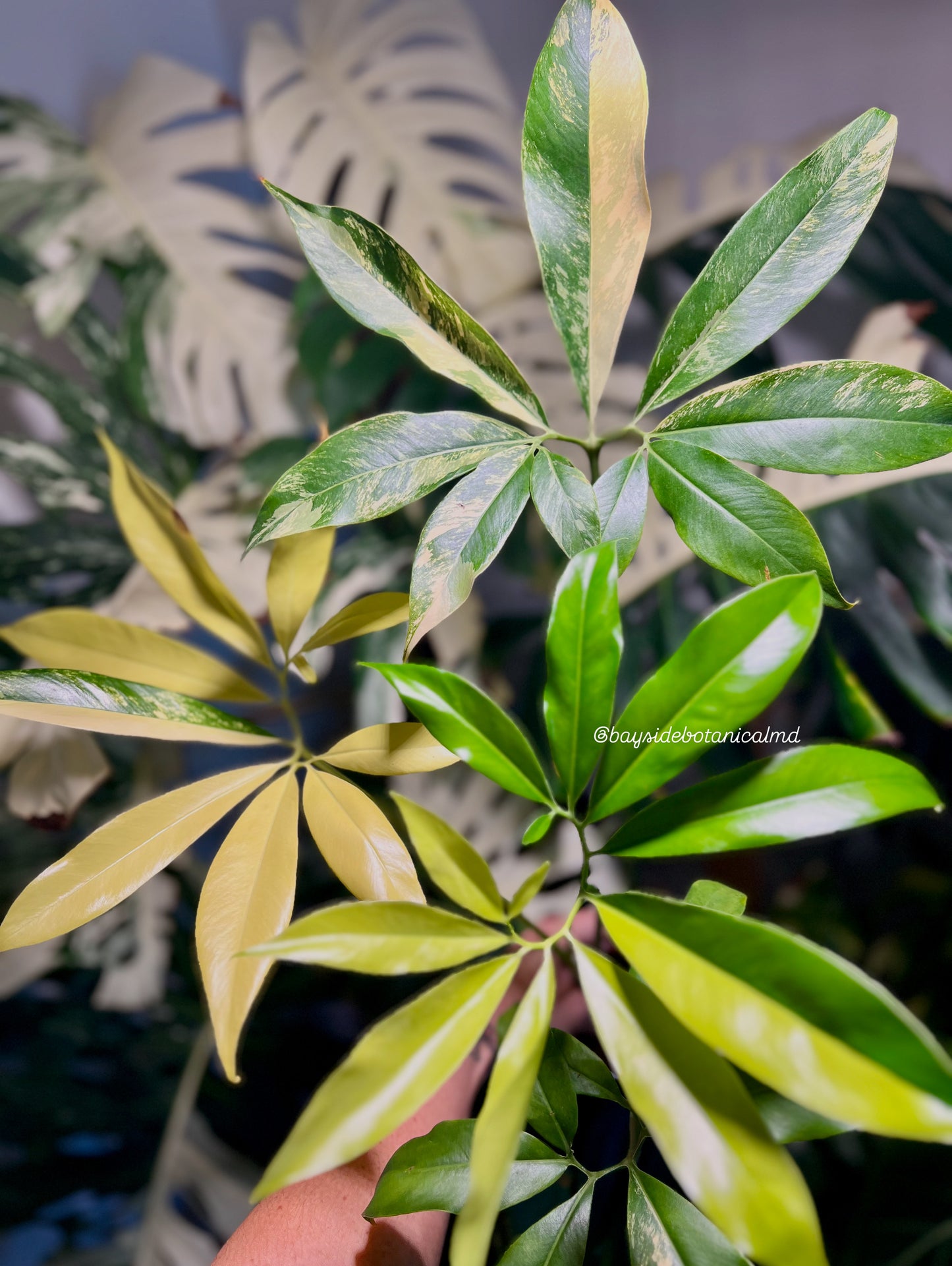 Thaumatophyllum Spruceanum Variegated (Philodendron Goeldii)