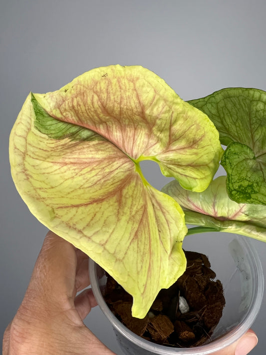 Syngonium Mango Allusion