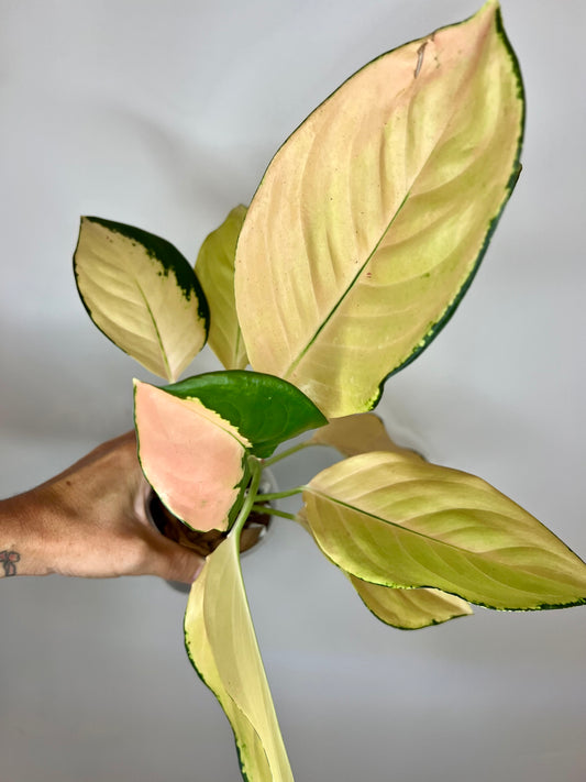 Aglaonema Golden Angel