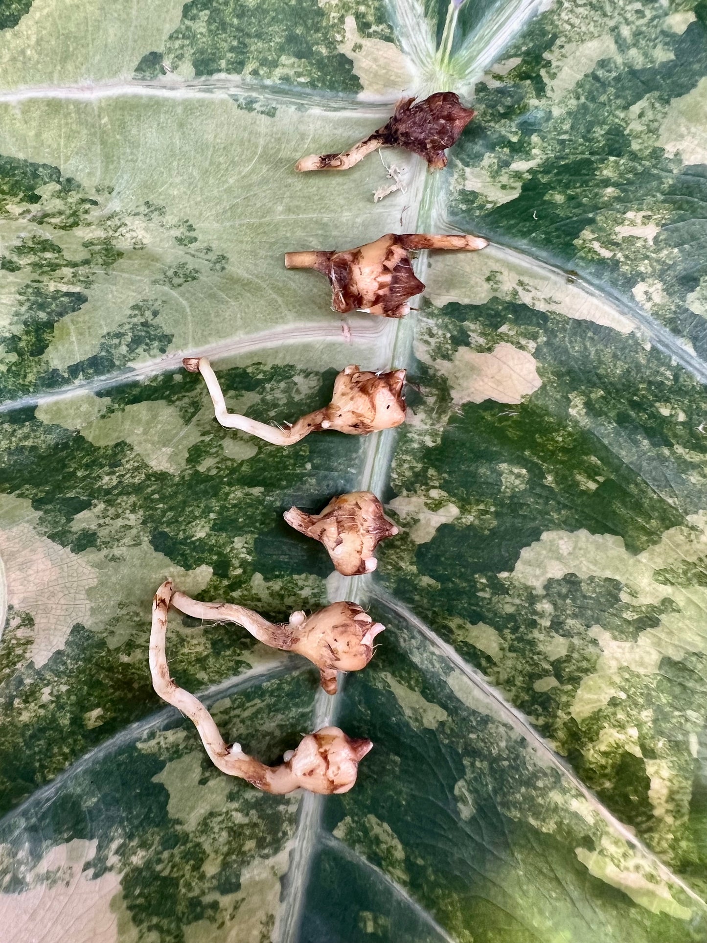 Alocasia Psuedo Sanderiana Bull Aurea CORM