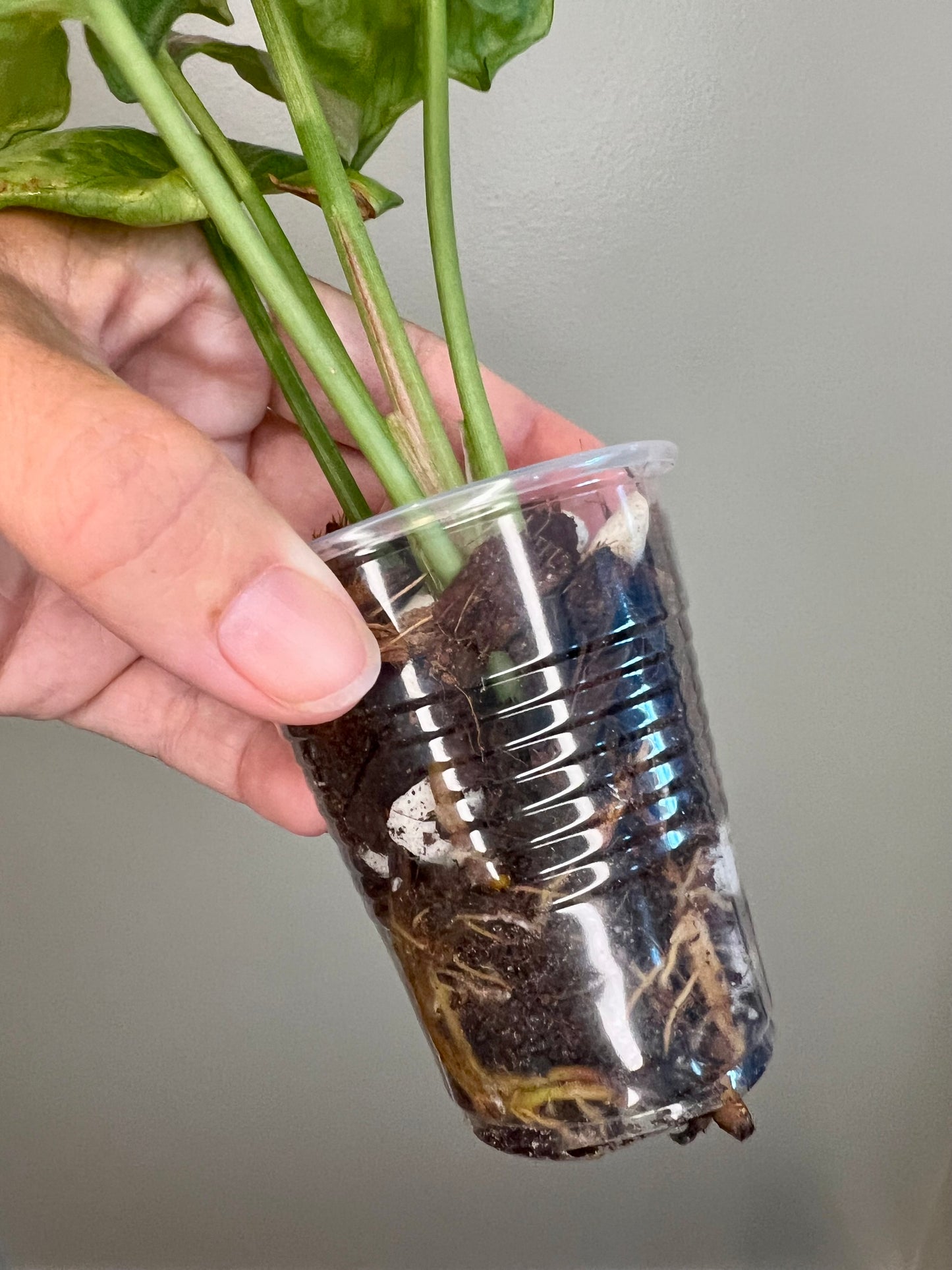 Syngonium Blood Allusion