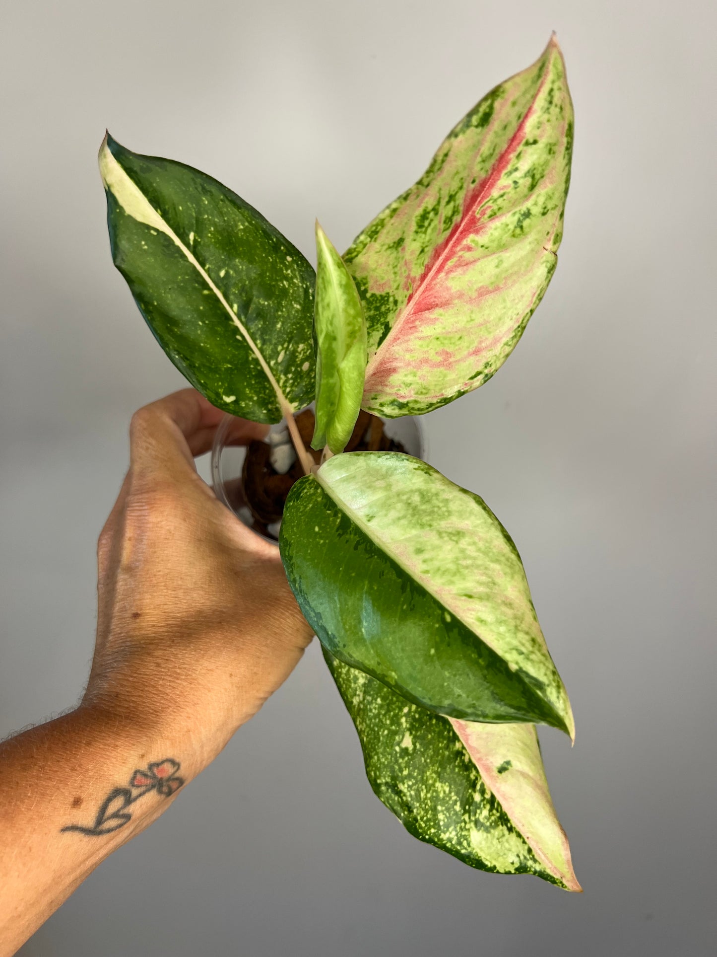 Aglaonema Frozen