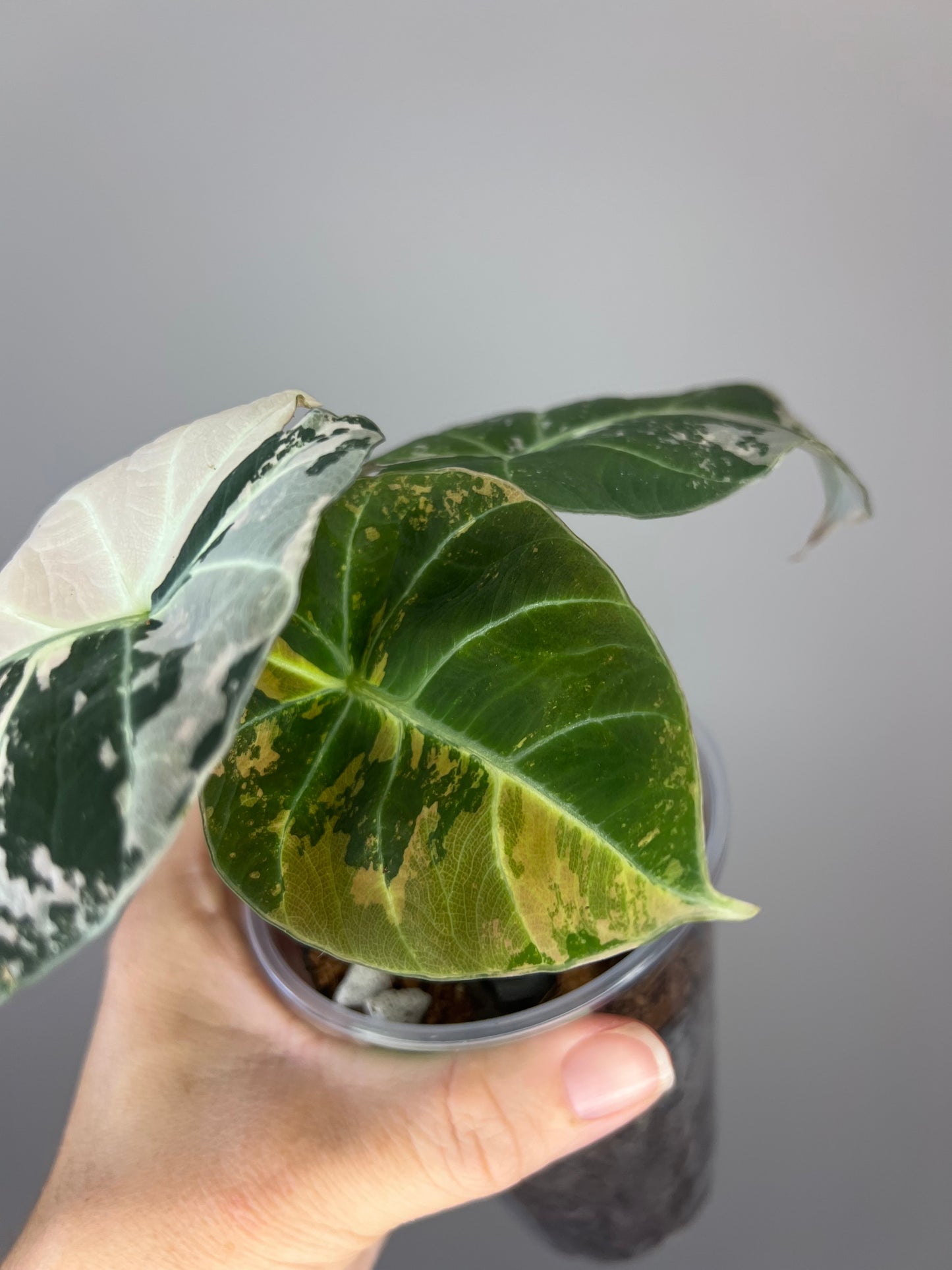 Alocasia Black Velvet Pink Variegated