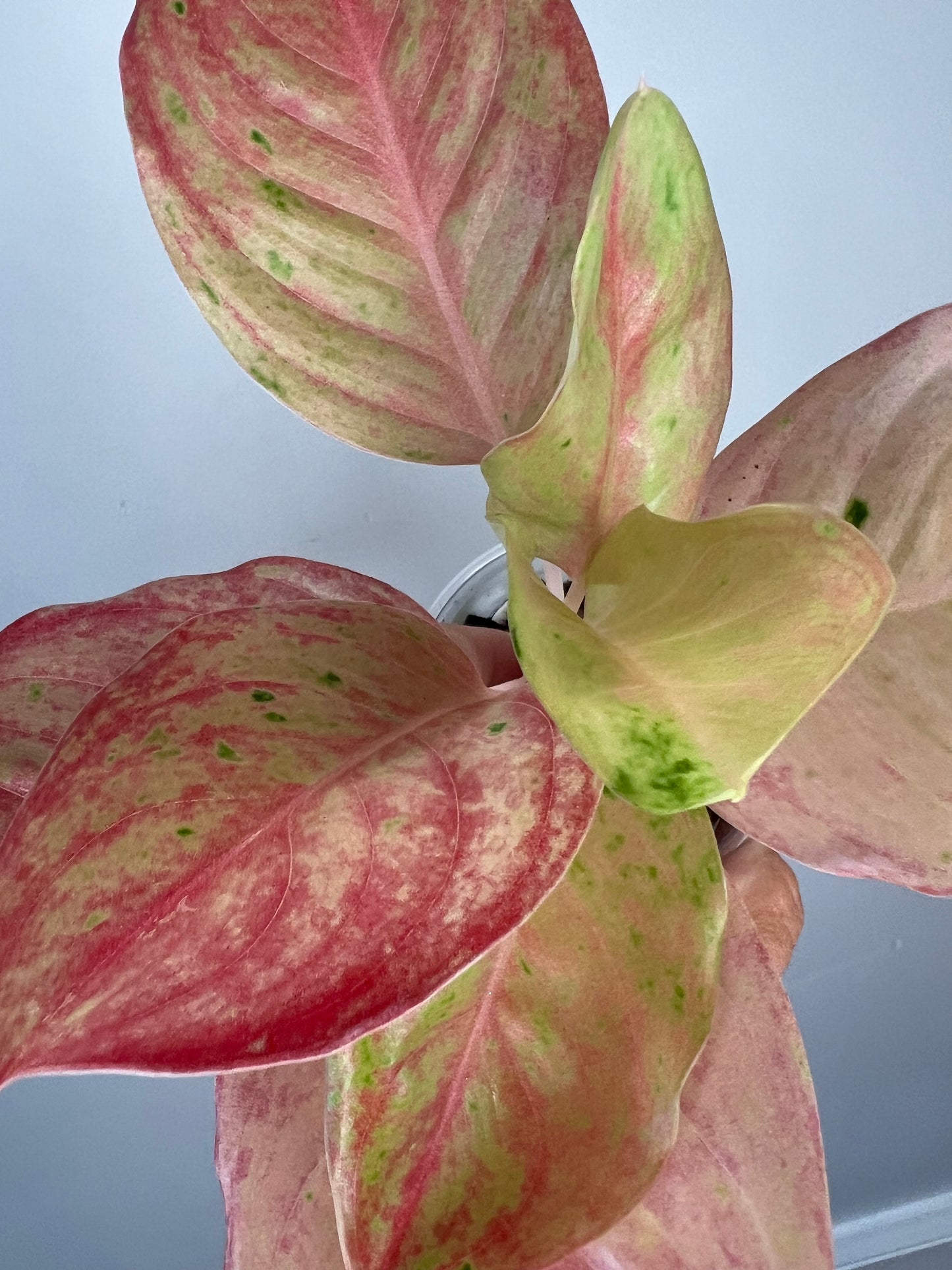 Aglaonema Pink Emerald