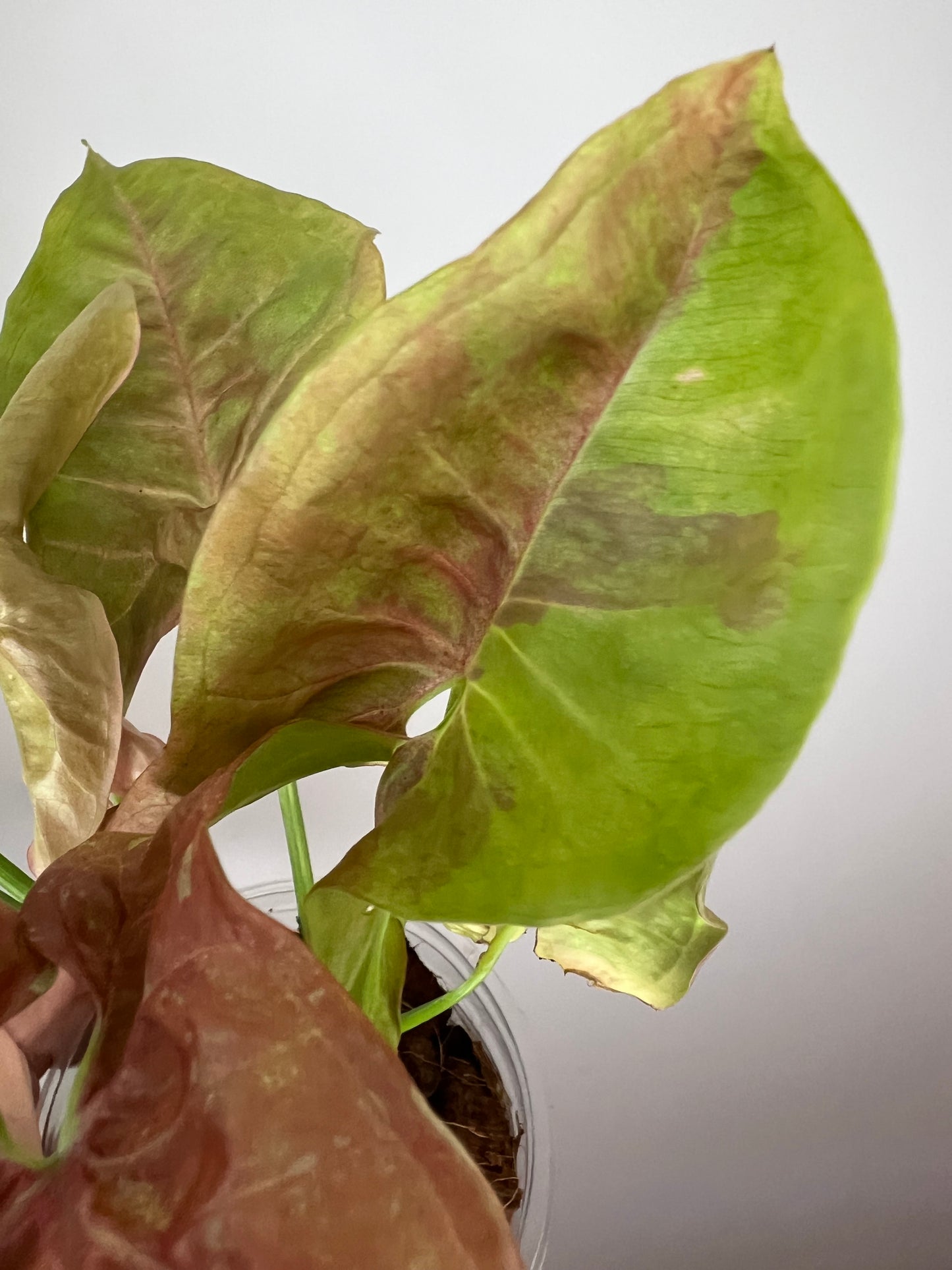 Syngonium Pink Cloud Marble