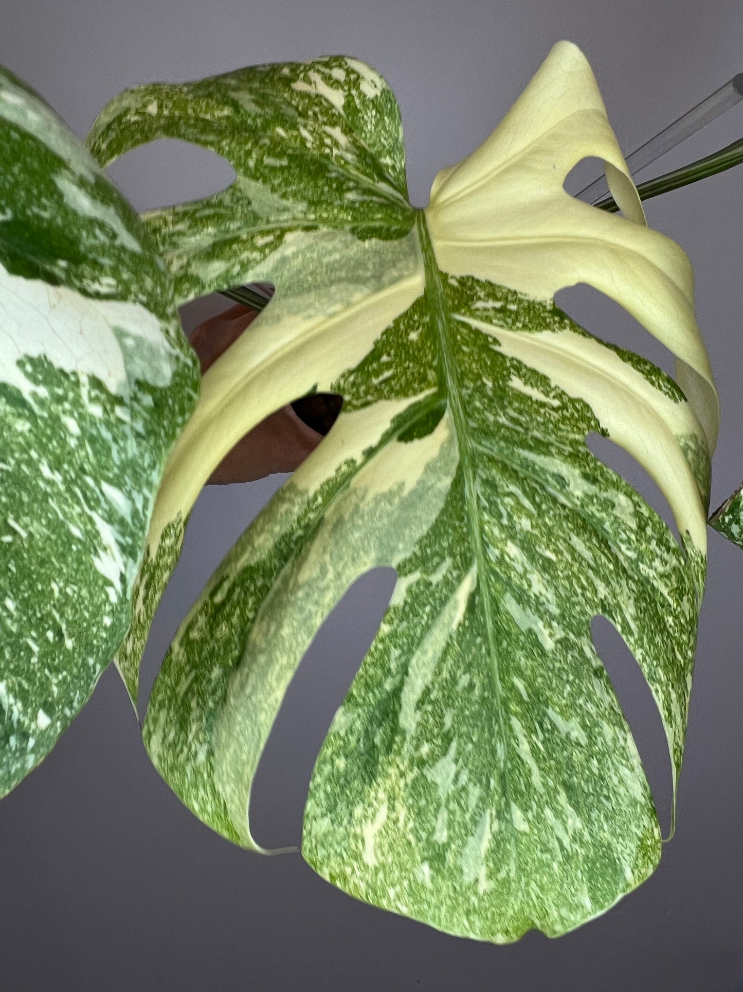 Monstera Legacy