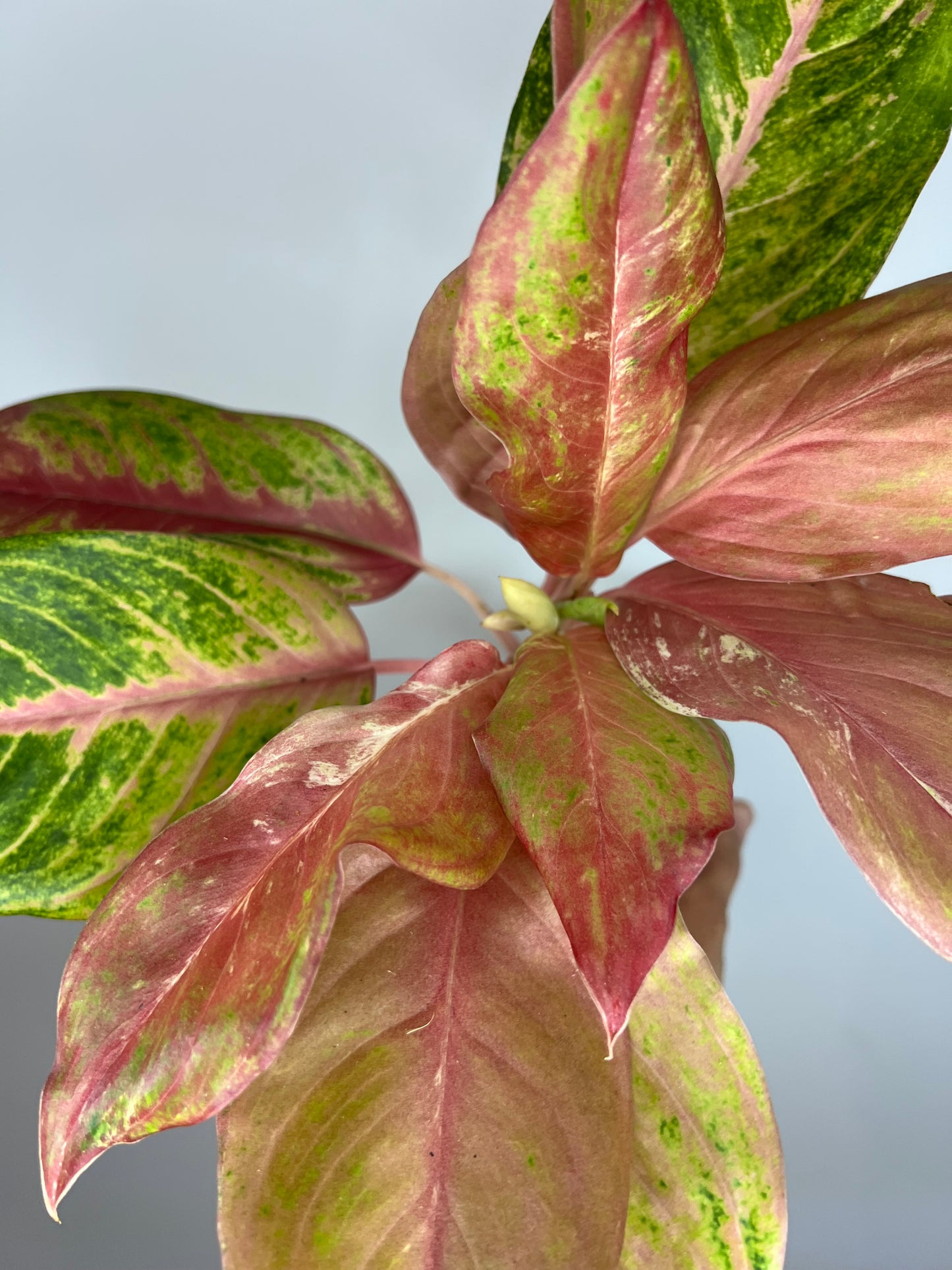 Aglaonema Bethany Variegated