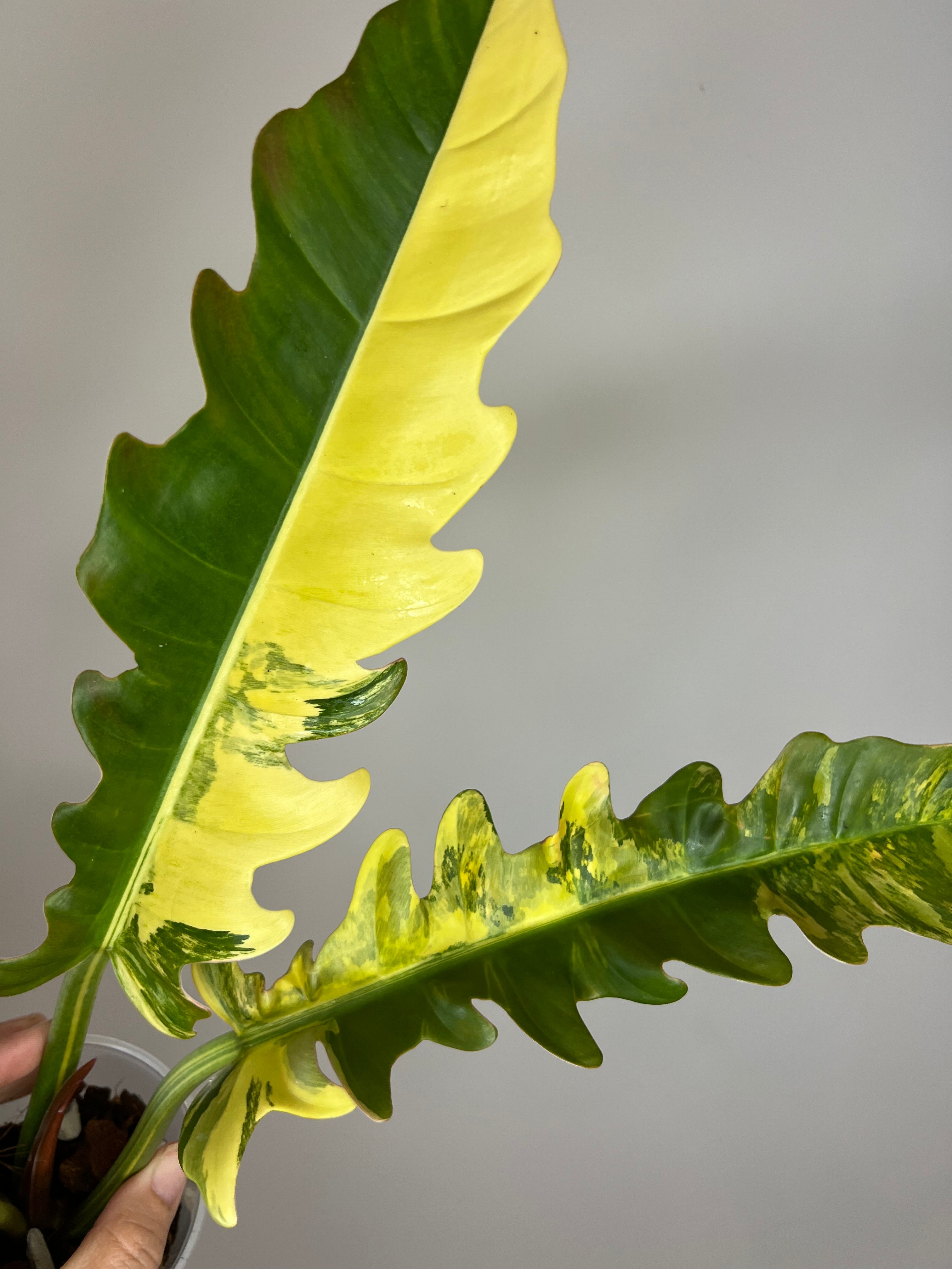 jungle boogie philodendron Philodendron Jungle Boogie Variegated