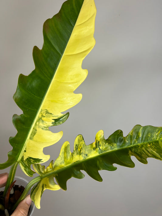 Philodendron Jungle Boogie Variegated