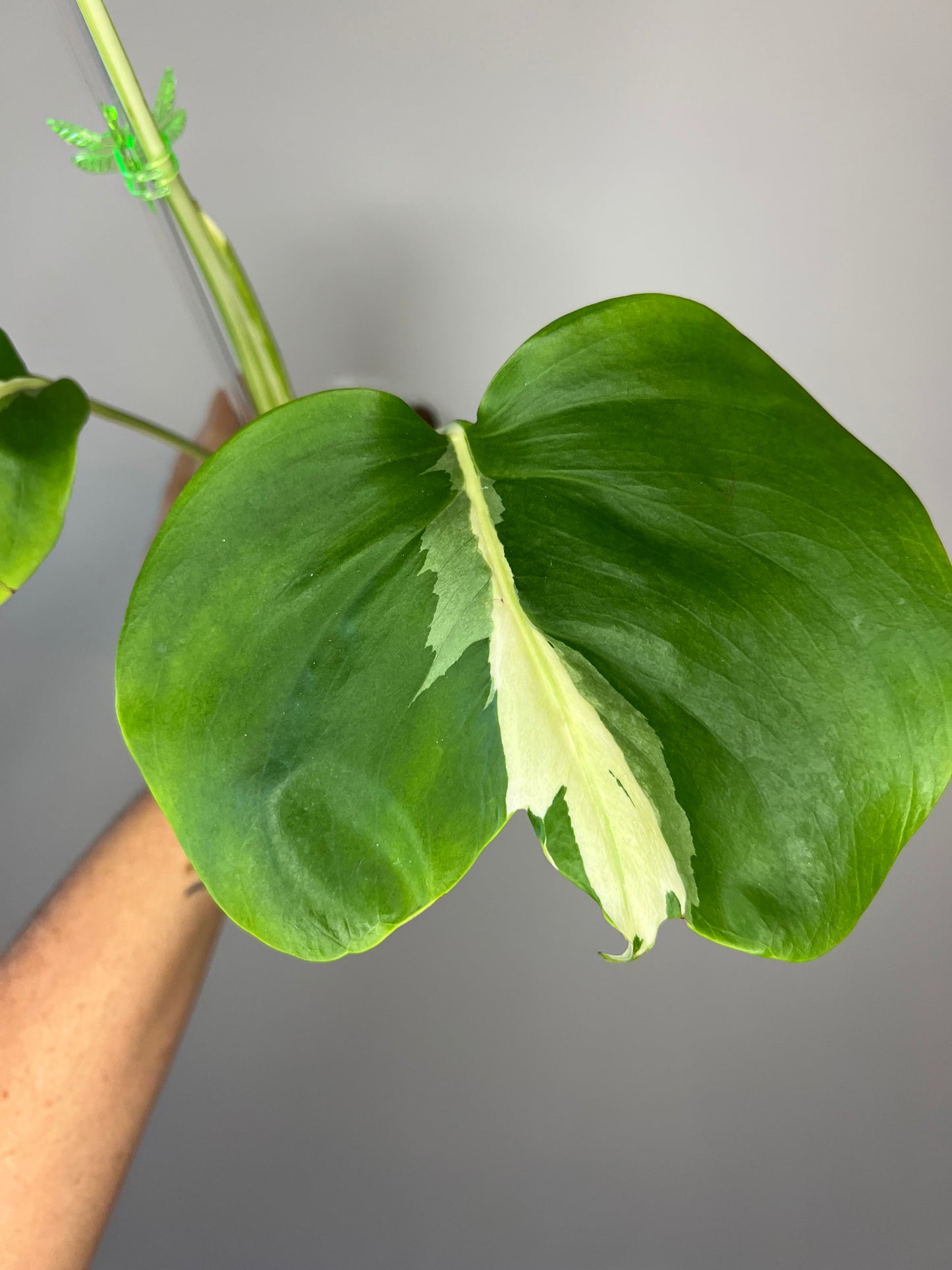 Monstera White Lava π