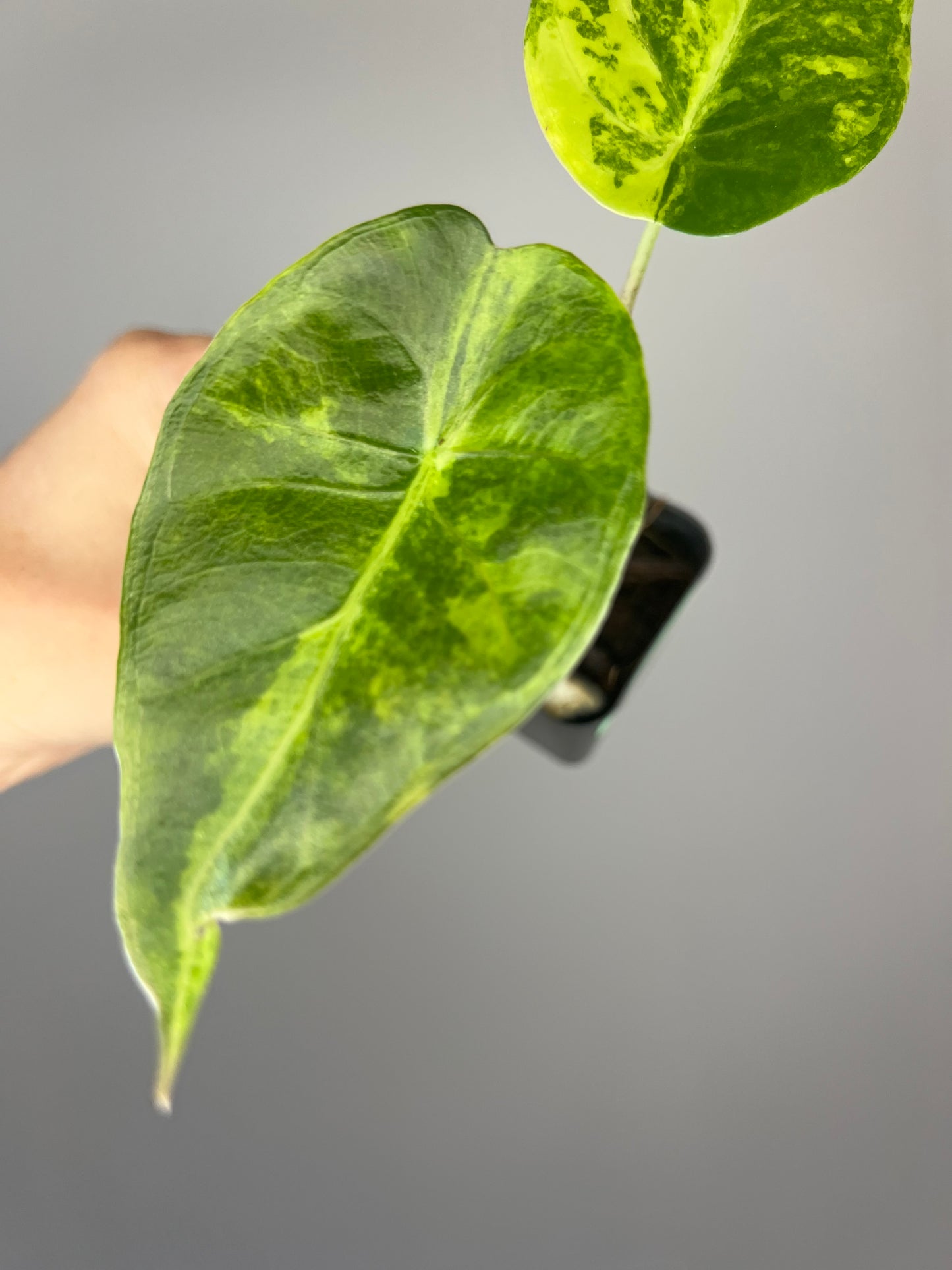 Alocasia Flamingo x Calidora x Hongkongensis x Black Velvet