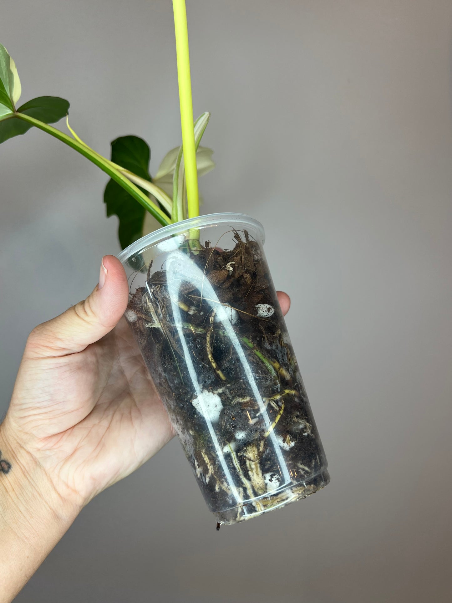 Philodendron Golden Dragon