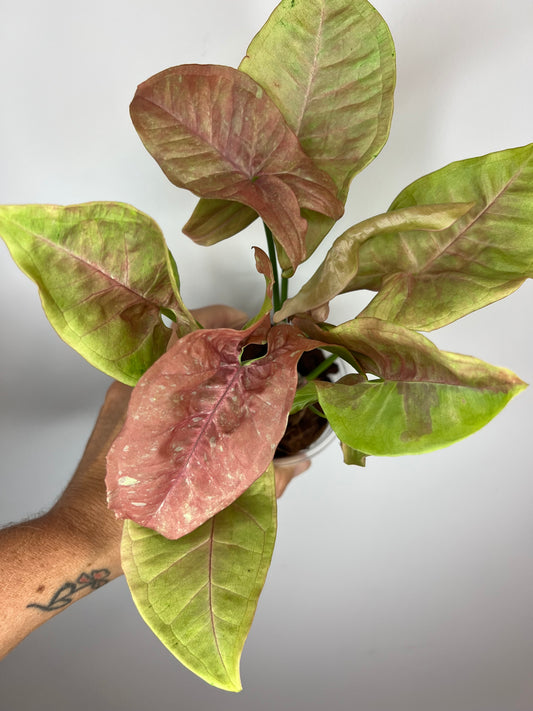 Syngonium Pink Cloud Marble