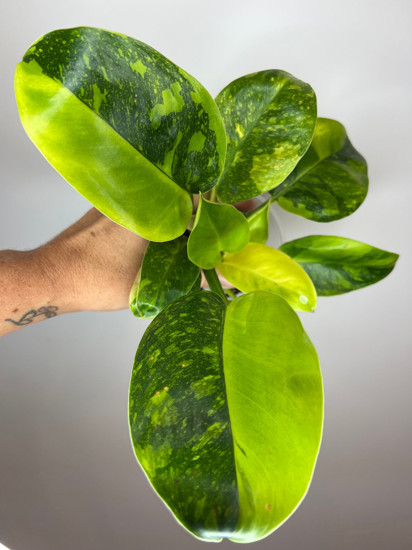 Philodendron Green Congo Nuclear
