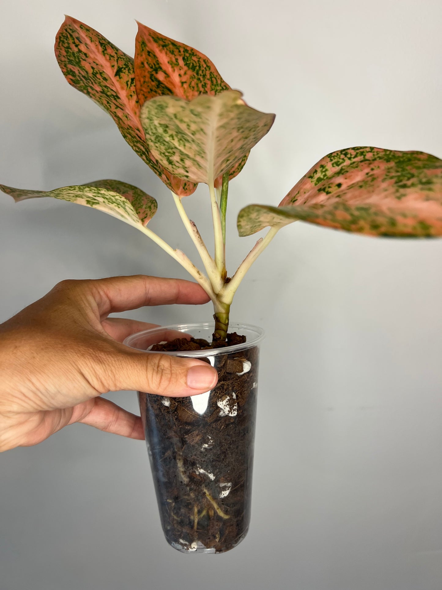 Aglaonema Orange Stardust