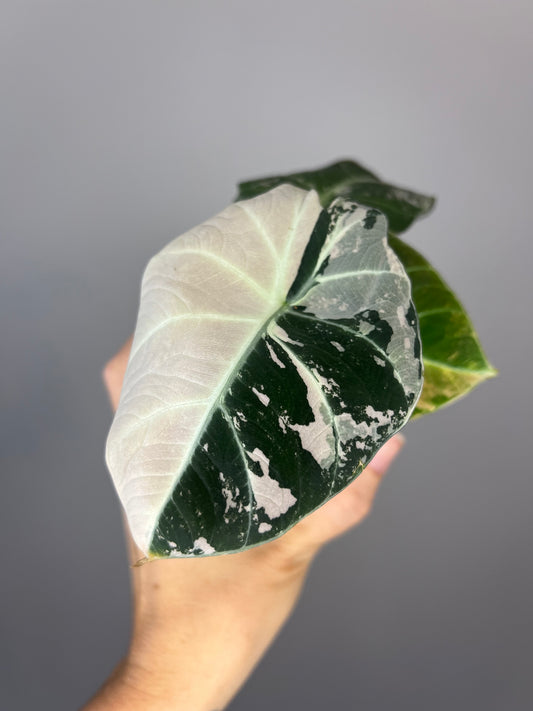 Alocasia Black Velvet Pink Variegated