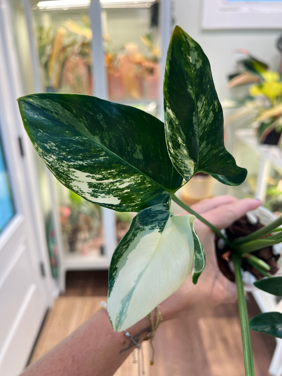 Thaumatophyllum Spruceanum Variegated (Philodendron Goeldii)