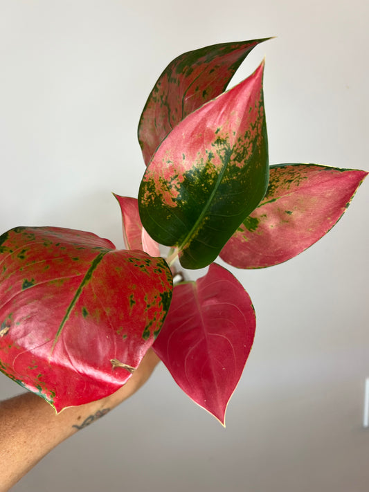 Aglaonema Red Diamond