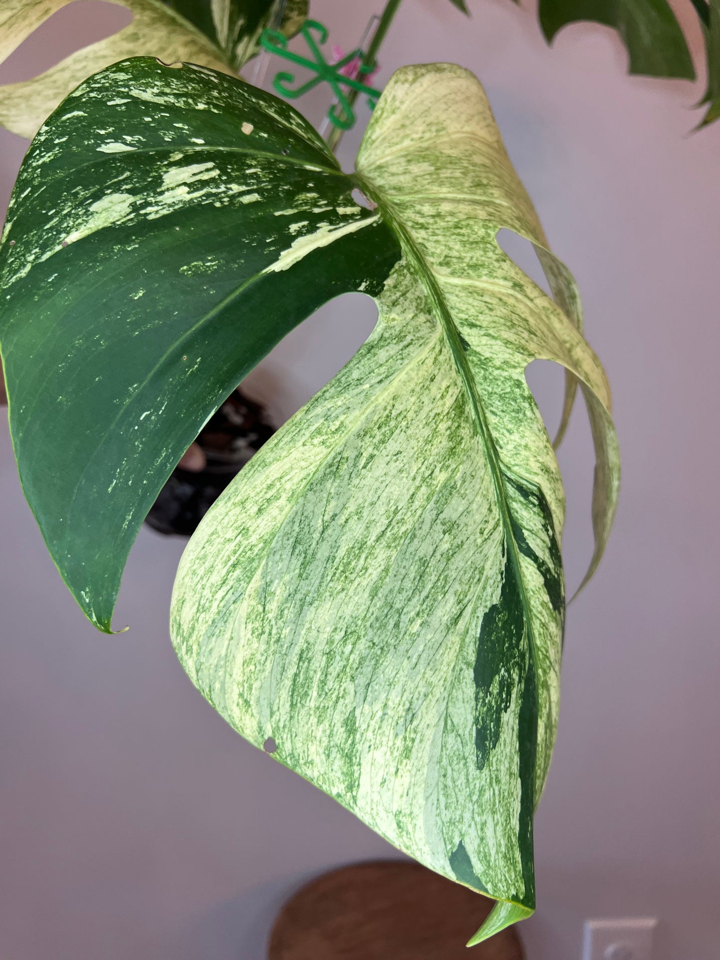 Monstera Mint NoID