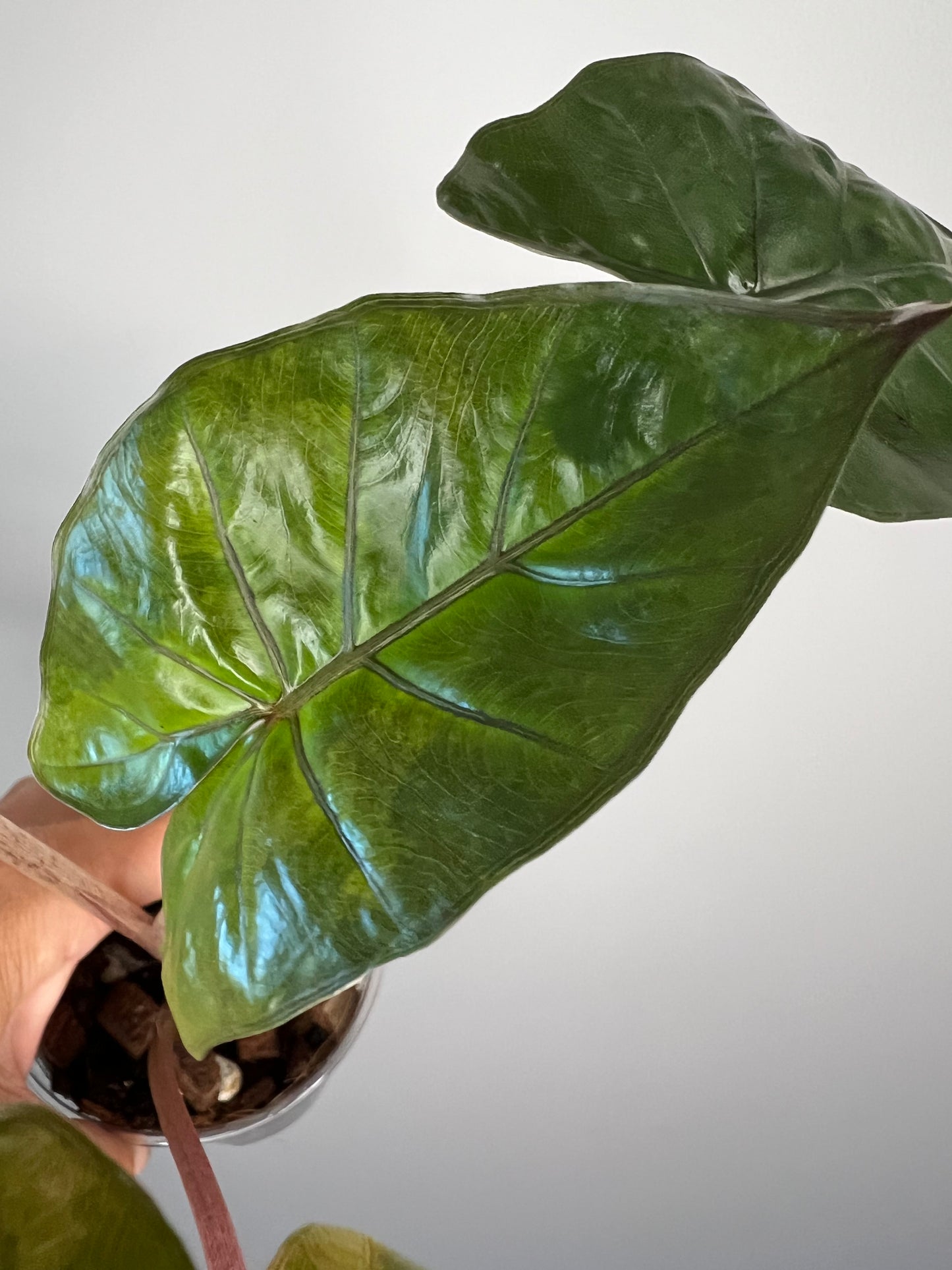 Alocasia Yucatan Princess Variegated