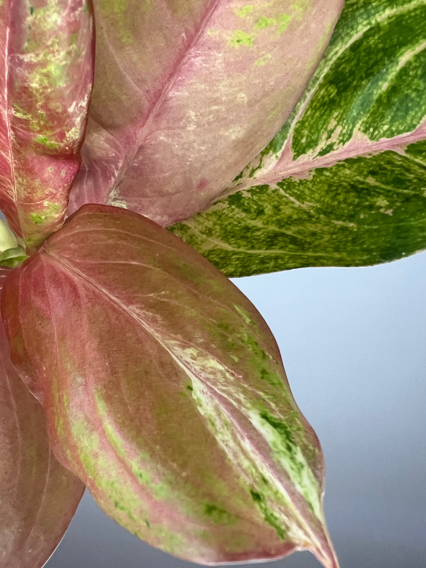 Aglaonema Bethany Variegated