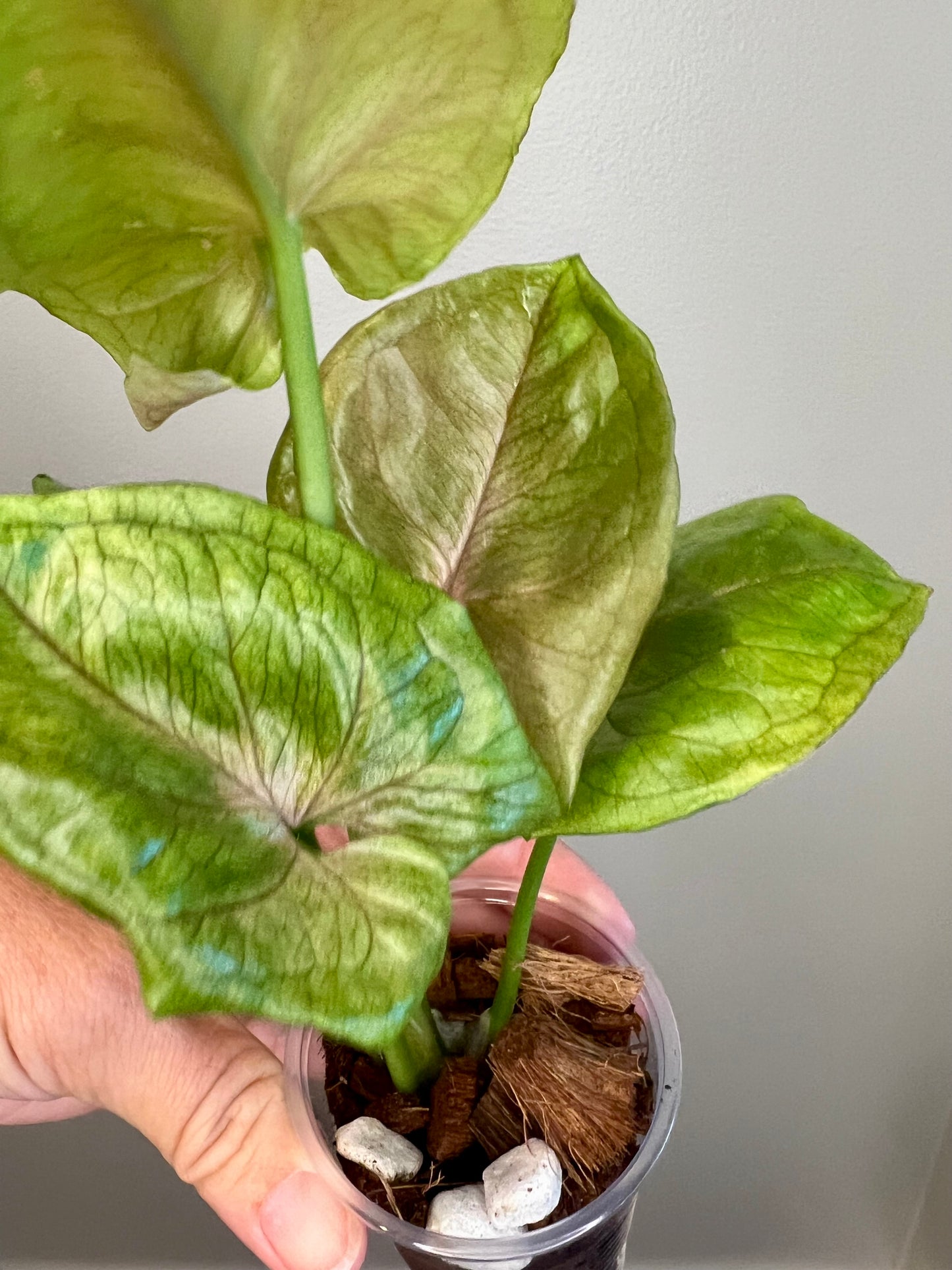 Syngonium Blood Allusion
