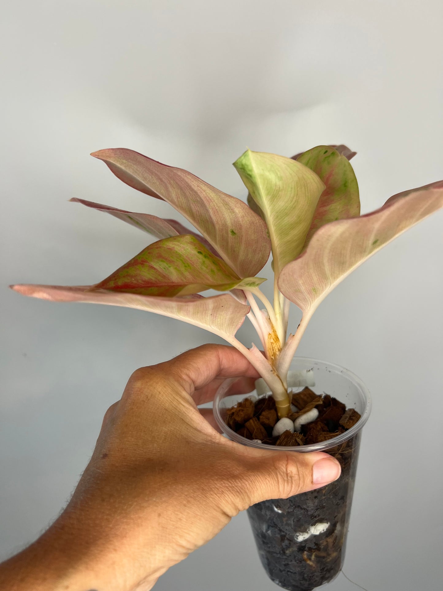 Aglaonema Pink Emerald