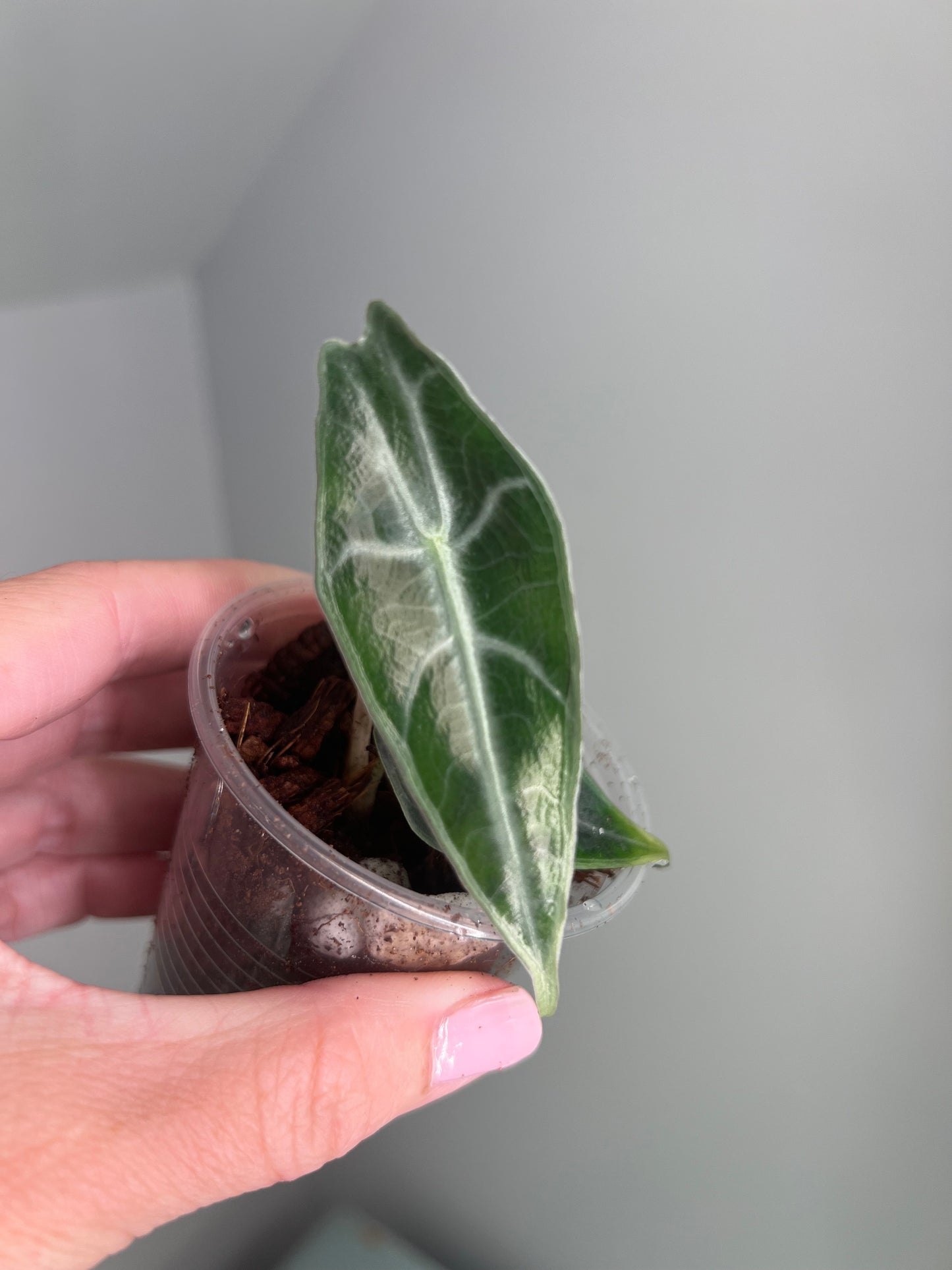 Alocasia Longiloba Purple