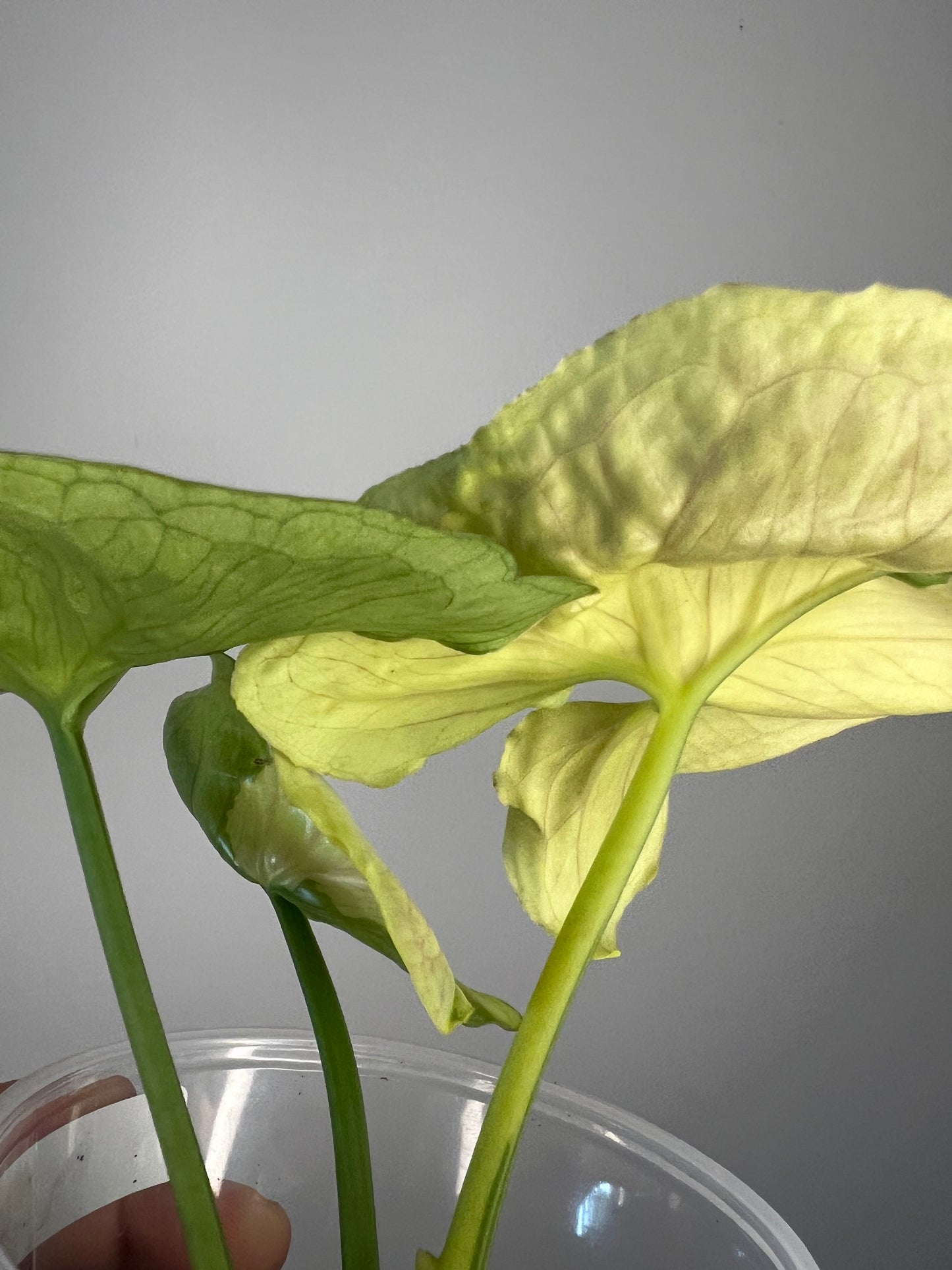 Syngonium Mango Allusion