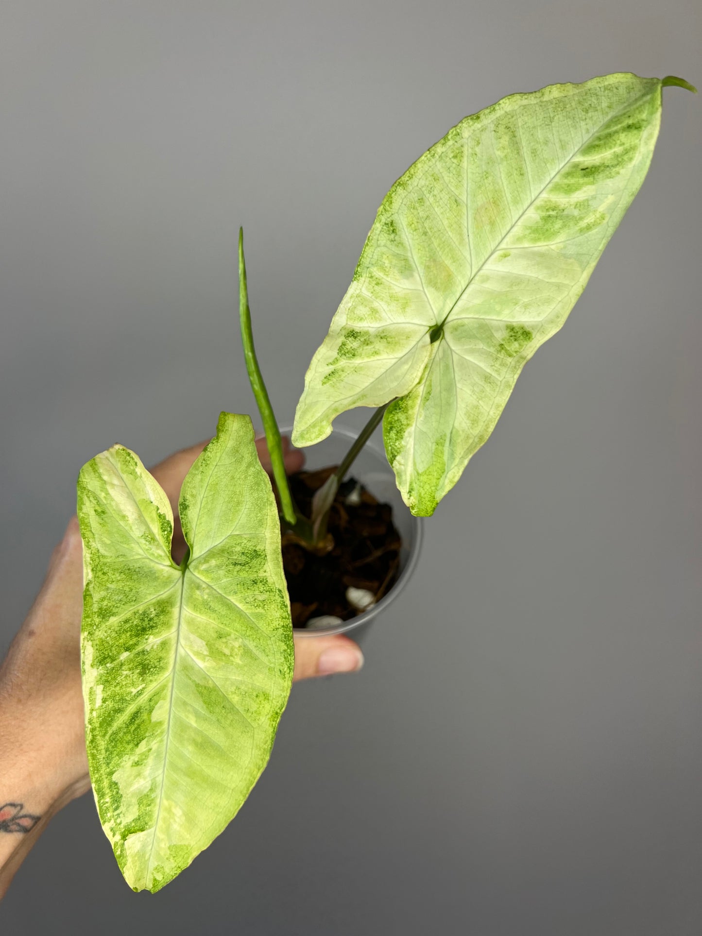 Syngonium White Butterfly Variegated