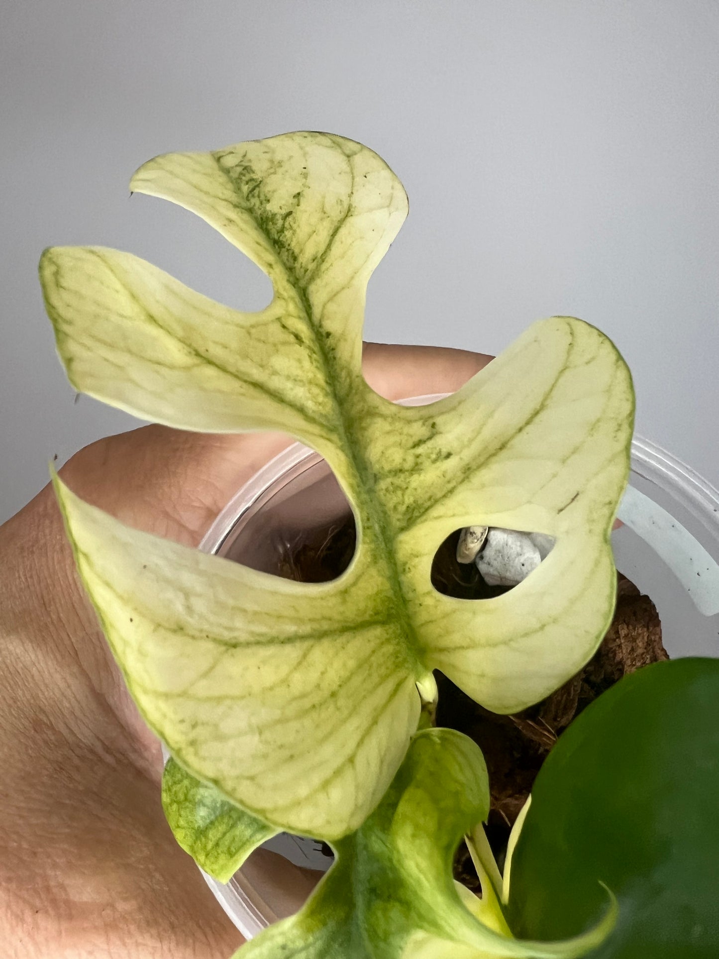 Raphidophora Tetrasperma White Monster