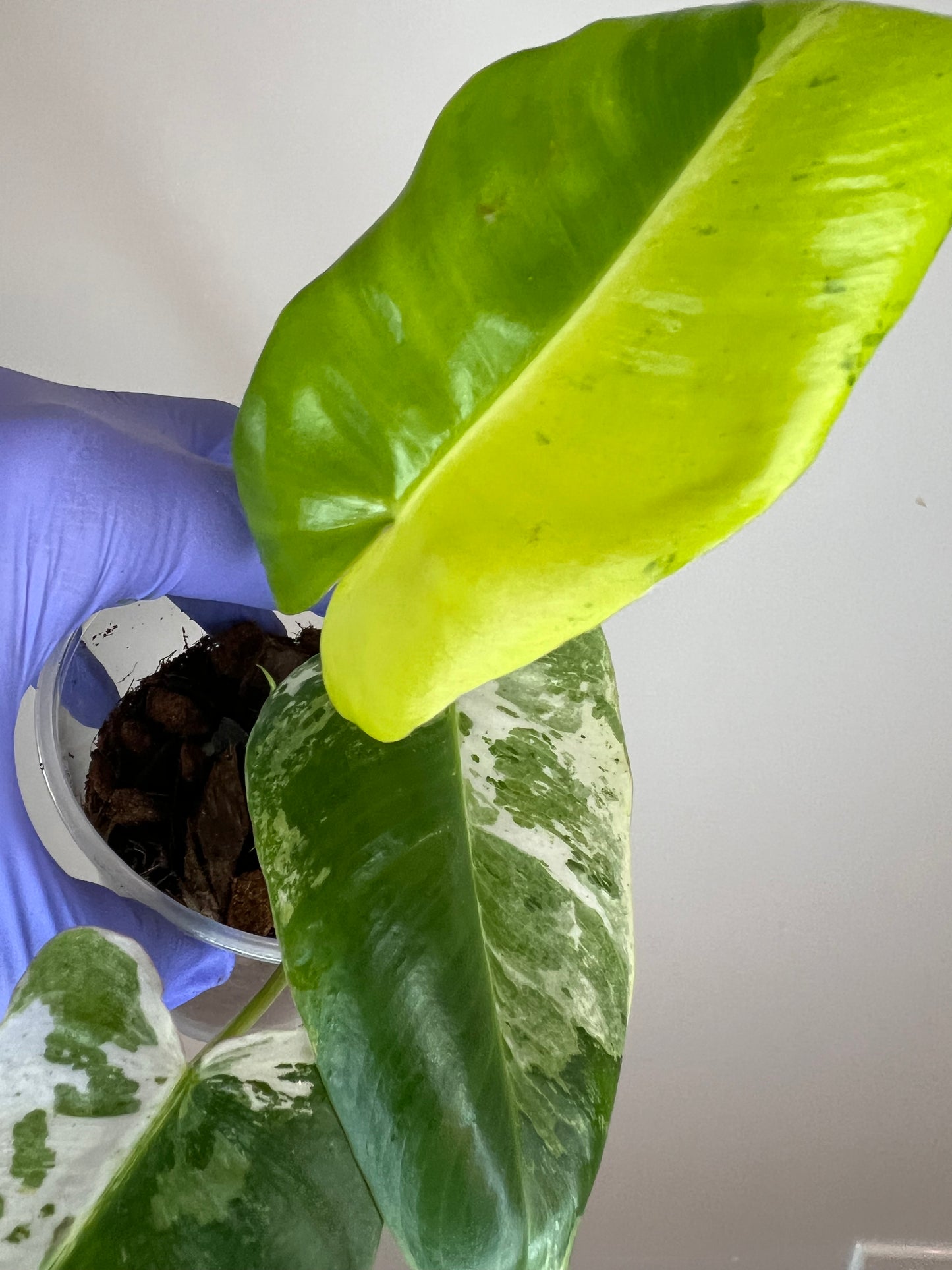 Philodendron Burle Marx Snow White D