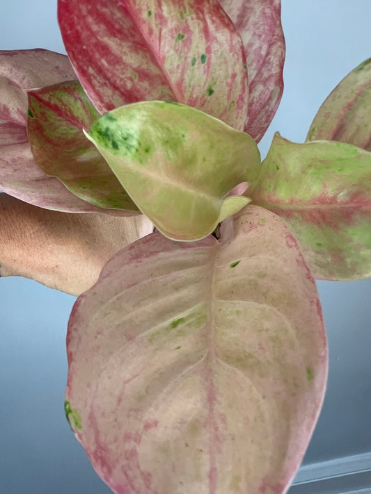 Aglaonema Pink Emerald