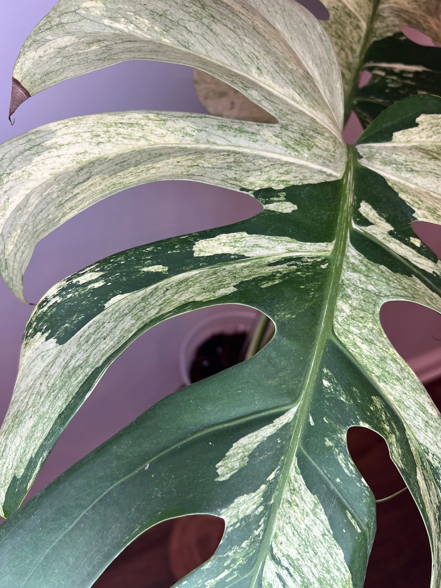 Monstera Mint NoID