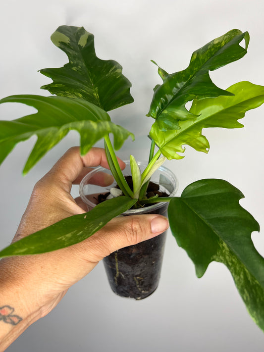 Philodendron Florida Beauty x Tortum Variegated